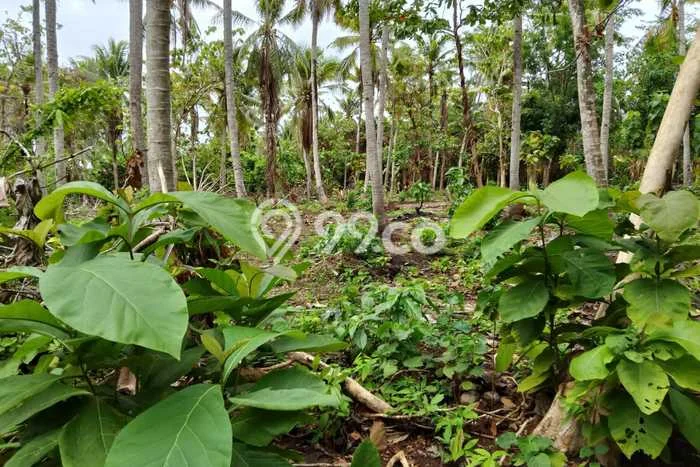 Lahan untuk Dijual Lokasi Karimunjawa, Jepara Luas 16400m2 SHM Lahan untuk Dijual Lokasi Karimunjawa, Jepara Luas 16400m2 SHM