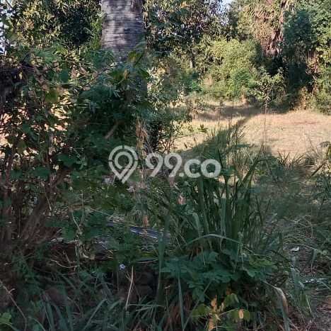 Lahan untuk Dijual Lokasi Gerokgak, Buleleng Luas 1000m2 SHM Lahan untuk Dijual Lokasi Gerokgak, Buleleng Luas 1000m2 SHM