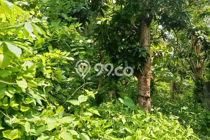 Lahan untuk Dijual di Gerokgak Buleleng Luas 5000m2 Lahan untuk Dijual di Gerokgak Buleleng Luas 5000m2