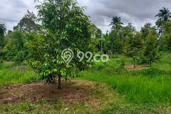 Tanah Kavling Dijual di Panji, Buleleng dengan Luas Tanah 2000m2 Tanah Kavling Dijual di Panji, Buleleng dengan Luas Tanah 2000m2