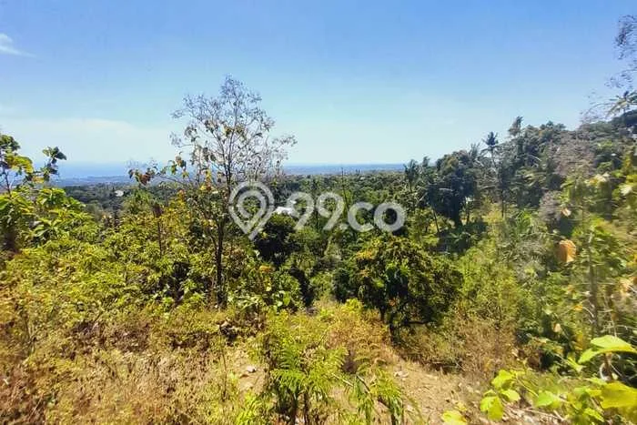 Tanah Investasi Dijual di Buleleng Punya Luas 1775m2 Tanah Investasi Dijual di Buleleng Punya Luas 1775m2
