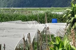Kavling Tanah untuk Dijual di Bedugul, Tabanan, Luas 2000m2 Kavling Tanah untuk Dijual di Bedugul, Tabanan, Luas 2000m2
