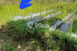 Tanah Investasi Dijual di Buleleng Punya Luas 210m2 Tanah Investasi Dijual di Buleleng Punya Luas 210m2