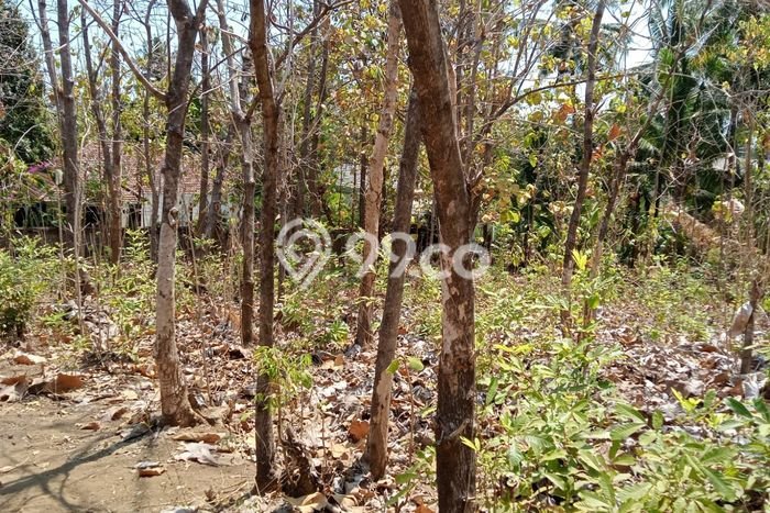 Kavling Tanah untuk Dijual di Kaliasem, Buleleng, Luas 1000m2 Kavling Tanah untuk Dijual di Kaliasem, Buleleng, Luas 1000m2