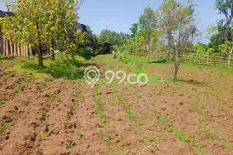 Dijual Tanah 1000m2 di Lovina, Buleleng Dijual Tanah 1000m2 di Lovina, Buleleng