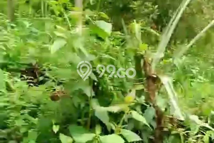 Dijual Tanah Lokasi Lovina, Buleleng Seluas 1000m2 Dijual Tanah Lokasi Lovina, Buleleng Seluas 1000m2