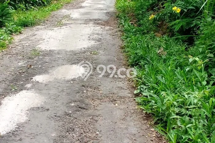 Dijual Tanah Lokasi Lovina, Buleleng Seluas 1000m2 Dijual Tanah Lokasi Lovina, Buleleng Seluas 1000m2