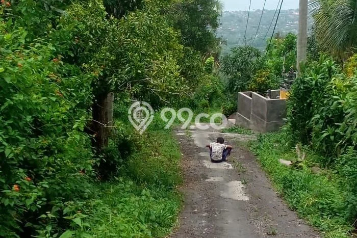 Dijual Tanah Lokasi Lovina, Buleleng Seluas 1000m2 Dijual Tanah Lokasi Lovina, Buleleng Seluas 1000m2