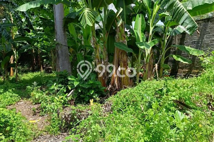 Tanah Strategis di Lovina, Luas 400m2m², Cocok untuk Investasi Tanah Strategis di Lovina, Luas 400m2m², Cocok untuk Investasi