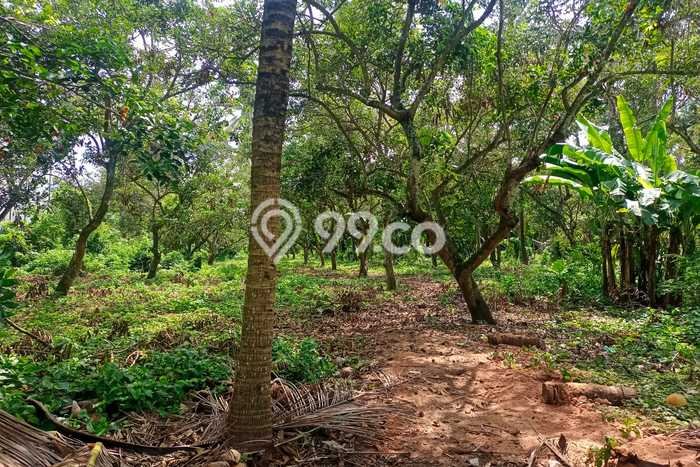 Untuk Dijual Tanah 4000m2 di Lovina, Buleleng Untuk Dijual Tanah 4000m2 di Lovina, Buleleng