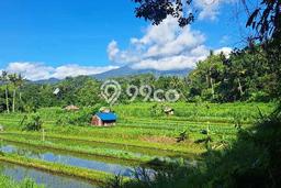 Disewakan Segera Tanah di Ababi Luas 10000m2 Area Potensial Disewakan Segera Tanah di Ababi Luas 10000m2 Area Potensial