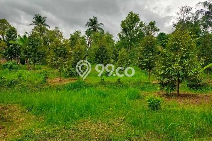 Tanah Kavling Dijual di Panji, Buleleng dengan Luas Tanah 2000m2 Tanah Kavling Dijual di Panji, Buleleng dengan Luas Tanah 2000m2