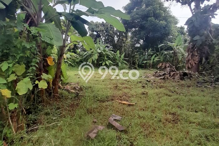 Tanah Kavling Dijual di Lovina, Buleleng dengan Luas Tanah 300m2 Tanah Kavling Dijual di Lovina, Buleleng dengan Luas Tanah 300m2