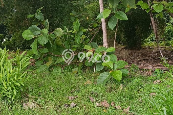 Tanah Dijual di Buleleng Seluas 500m2 Strategis Tanah Dijual di Buleleng Seluas 500m2 Strategis