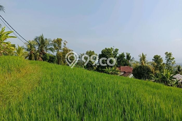 Lahan Dijual Lokasi Strategis di Buleleng dengan Luas 2500m2 Lahan Dijual Lokasi Strategis di Buleleng dengan Luas 2500m2