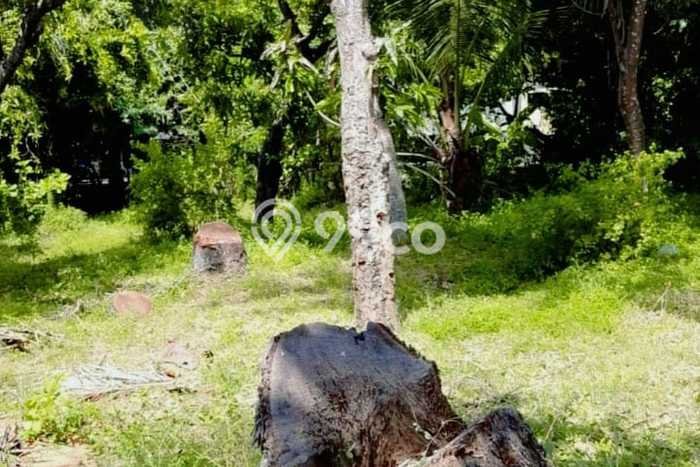 Tanah Strategis Dijual di Kubutambahan Buleleng 960m2 Tanah Strategis Dijual di Kubutambahan Buleleng 960m2