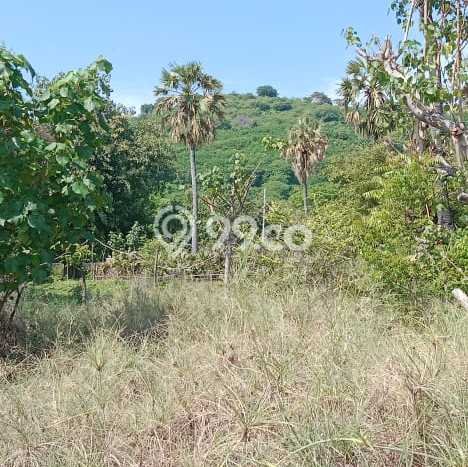 Kavling Tanah di Gerokgak Dijual Luas 25000m2 Legalitas SHM Kavling Tanah di Gerokgak Dijual Luas 25000m2 Legalitas SHM