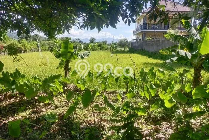 Tanah Kavling Dijual di Buleleng dengan Spesifikasi 1400m2 Tanah Kavling Dijual di Buleleng dengan Spesifikasi 1400m2