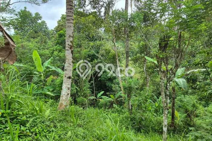 Lahan Dijual Lokasi Payangan, Gianyar dengan Luas Tanah 64000m2 dan Status SHM Lahan Dijual Lokasi Payangan, Gianyar dengan Luas Tanah 64000m2 dan Status SHM