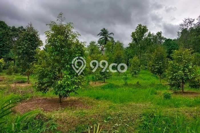 Tanah Kavling Dijual di Panji, Buleleng dengan Luas Tanah 2000m2 Tanah Kavling Dijual di Panji, Buleleng dengan Luas Tanah 2000m2