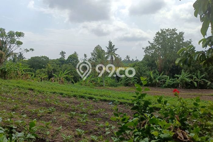 Dijual Tanah 8000m2 di Panji, Buleleng Dijual Tanah 8000m2 di Panji, Buleleng