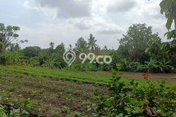 Dijual Tanah di Buleleng, Luas 8000m2 SHM Dijual Tanah di Buleleng, Luas 8000m2 SHM