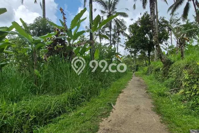 Lahan Dijual Lokasi Payangan, Gianyar dengan Luas Tanah 64000m2 dan Status SHM Lahan Dijual Lokasi Payangan, Gianyar dengan Luas Tanah 64000m2 dan Status SHM