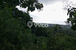 Dijual Tanah Lokasi Lovina, Buleleng Seluas 1000m2 Dijual Tanah Lokasi Lovina, Buleleng Seluas 1000m2