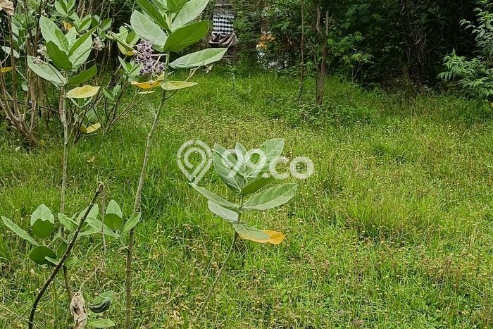 Lahan untuk Dijual di Gerokgak Buleleng Luas 900m2 Lahan untuk Dijual di Gerokgak Buleleng Luas 900m2