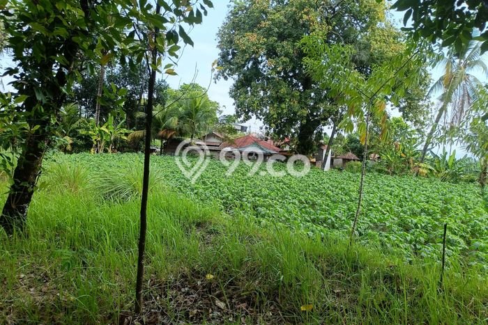 Dijual Tanah 8000m2 di Panji, Buleleng Dijual Tanah 8000m2 di Panji, Buleleng