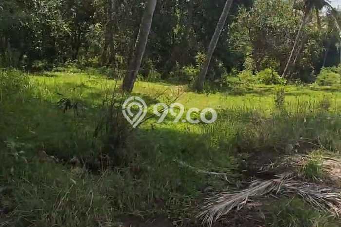 Tanah Dijual Lokasi Tejakula Buleleng SHM Tanah Dijual Lokasi Tejakula Buleleng SHM