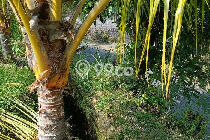 Lahan Dijual Lokasi Strategis di Buleleng dengan Luas 2500m2 Lahan Dijual Lokasi Strategis di Buleleng dengan Luas 2500m2