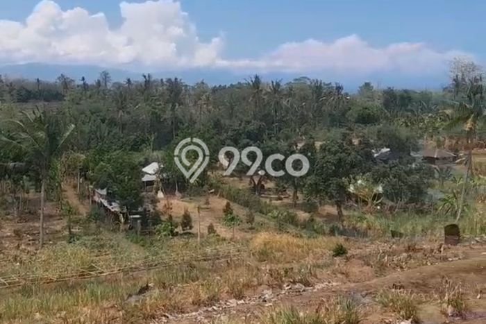Dijual Tanah Lokasi Lovina, Buleleng Seluas 2000m2 Dijual Tanah Lokasi Lovina, Buleleng Seluas 2000m2