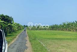 Tanah Dijual di Buleleng Seluas 420m2 Strategis Tanah Dijual di Buleleng Seluas 420m2 Strategis