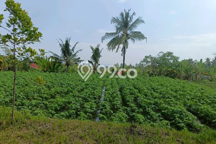 Dijual Tanah 8000m2 di Panji, Buleleng Dijual Tanah 8000m2 di Panji, Buleleng