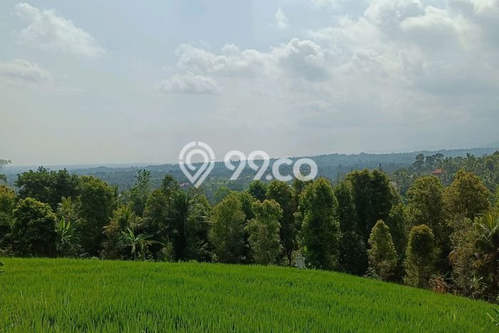 Lahan Dijual Lokasi Strategis di Buleleng dengan Luas 2500m2 Lahan Dijual Lokasi Strategis di Buleleng dengan Luas 2500m2