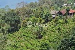 Dijual Tanah Lokasi Wanagiri, Buleleng Seluas 7000m2 Dijual Tanah Lokasi Wanagiri, Buleleng Seluas 7000m2