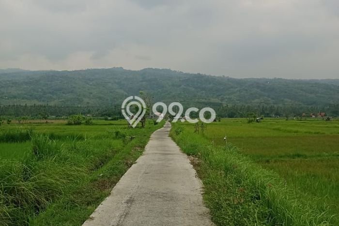 Tanah Kawasan Lovina, Luas 470m², Akses Pusat Kota, Potensi Bagus Tanah Kawasan Lovina, Luas 470m², Akses Pusat Kota, Potensi Bagus