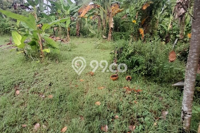 Tanah Kavling Dijual di Lovina, Buleleng dengan Luas Tanah 300m2 Tanah Kavling Dijual di Lovina, Buleleng dengan Luas Tanah 300m2