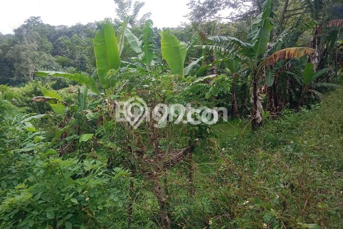 Tanah di Baturiti, Tabanan Luas 200m2 Dijual Segera Tanah di Baturiti, Tabanan Luas 200m2 Dijual Segera