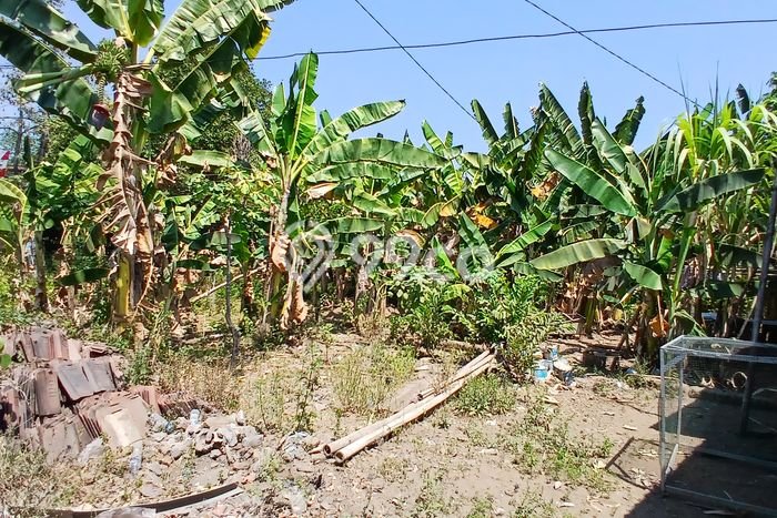 Tanah Siap Bangun Dijual di Sukoharjo Punya Luas 500m2 Tanah Siap Bangun Dijual di Sukoharjo Punya Luas 500m2