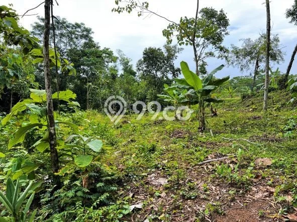 Tanah Komersial Dijual di Mojogedang Karanganyar 403m2 Tanah Komersial Dijual di Mojogedang Karanganyar 403m2