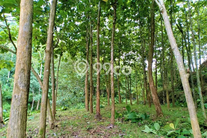 Tanah Area Potensial Kawasan Kerjo, Luas 2324m², Kawasan Asri, Akses Kerjo, Karanganyar, Karanganyar Tanah Area Potensial Kawasan Kerjo, Luas 2324m², Kawasan Asri, Akses Kerjo, Karanganyar, Karanganyar