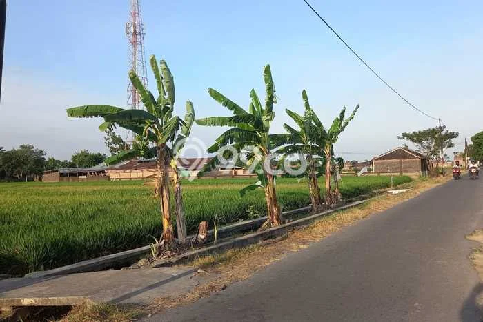 Lahan Dijual Lokasi Gatak, Sukoharjo dengan Luas Tanah 2167m2 dan Status SHM Lahan Dijual Lokasi Gatak, Sukoharjo dengan Luas Tanah 2167m2 dan Status SHM