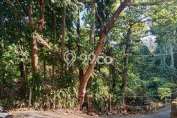 POTENSIAL! Tanah Kawasan Ubud, Luas 1400m², Area Berkembang POTENSIAL! Tanah Kawasan Ubud, Luas 1400m², Area Berkembang