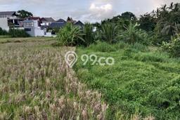 Dijual Tanah di Ubud Gianyar Luas 1650m2 SHM Dijual Tanah di Ubud Gianyar Luas 1650m2 SHM
