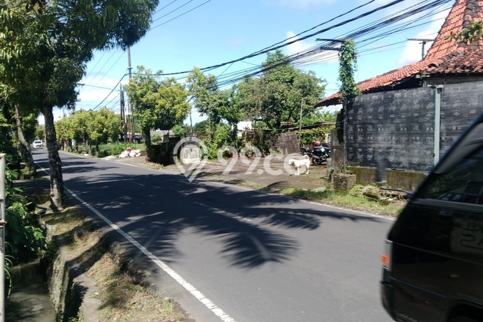 Tanah Kavling untuk Disewa di Ubud Gianyar 600m2 Tanah Kavling untuk Disewa di Ubud Gianyar 600m2