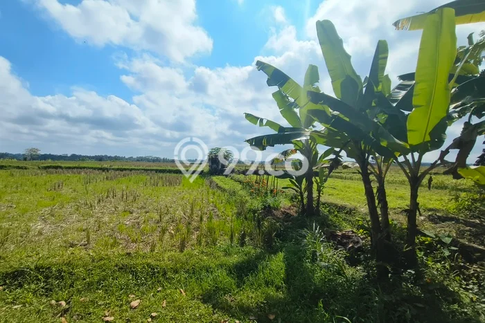 Dijual Tanah 1000m2 di Sayan, Gianyar Dijual Tanah 1000m2 di Sayan, Gianyar