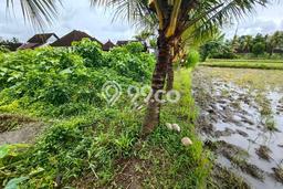 Tanah di Ubud, Gianyar Luas 800m2 Dijual Segera Tanah di Ubud, Gianyar Luas 800m2 Dijual Segera