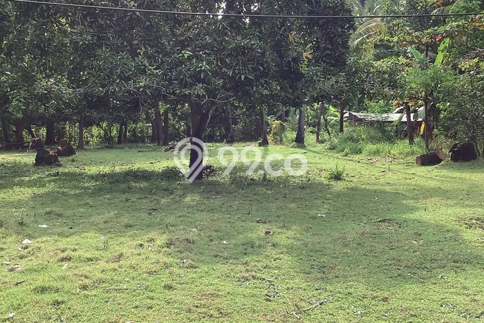 Kavling Tanah Dijual di Buleleng, Buleleng, Luas 26200m2 Area Strategis Kavling Tanah Dijual di Buleleng, Buleleng, Luas 26200m2 Area Strategis